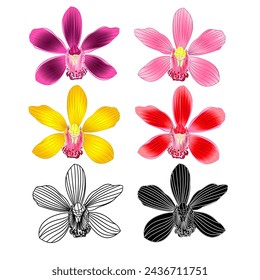 Various flowers tropical Orchids Cymbidium green pink yellow red flower realistic  and outline and silhouette on white background vintage set two vector illustration editable hand draw