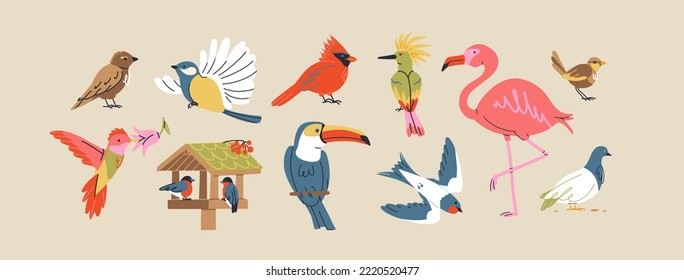 Various flying birds. Parrot, swallow, flamingo, bullfinches, cardinal, sparrow, pigeon, hummingbird, jay, toucan, macaw. City and exotic feather in vibrant colors. Isolated vector items