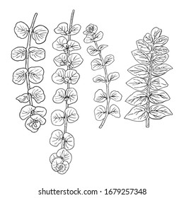 Various forest leaves set. Isolated tree branches and herbs leaf or foliage. Made of real live plants. Vector.