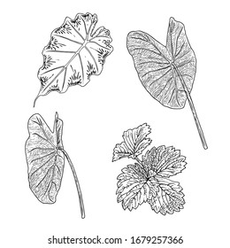 Various forest leaves set. Isolated tree branches and herbs leaf or foliage. Made of real live plants. Vector.
