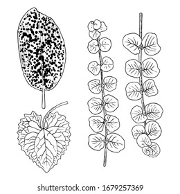 Various forest leaves set. Isolated tree branches and herbs leaf or foliage. Made of real live plants. Vector.
