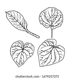 Various forest leaves set. Isolated tree branches and herbs leaf or foliage. Made of real live plants. Vector.