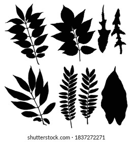 Se han establecido varias hojas forestales. Ramas arbóreas aisladas y silueta de hierbas o hojas de follaje. Hecho de plantas vivas reales. Vector.