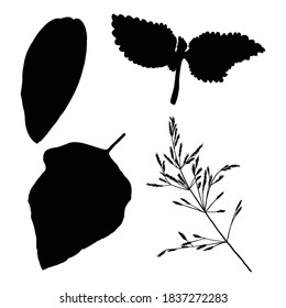 Various forest leaves set. Isolated tree branches and herbs leaf or foliage silhouette. Made of real live plants. Vector.