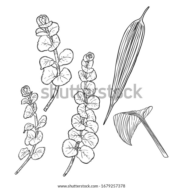 Various forest
leaves set. Isolated tree branches and herbs leaf or foliage. Made
of real live plants.
Vector.