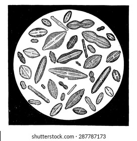 Various forms of diatoms, vintage engraved illustration. Earth before man 1886.