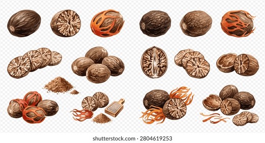 Various forms of nutmeg, including whole, halved, ground, and mace, are displayed on a white background, showcasing different stages of the spice.