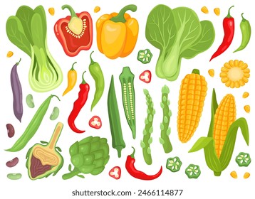 Various fresh vegetables and plants. Garden. Harvest. Bell peppers, chili peppers, bok choy cabbage, corn and corn kernels, okra, artichoke, asparagus. Vector illustration. Vegatable collection. 