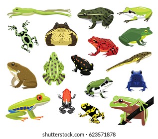 Various Frogs Cartoon Vector Illustration