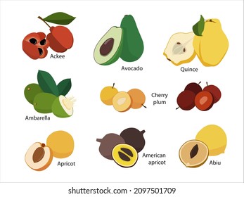 Various fruits in flat style. Vector food quince, apricot, american apricot, avocado, cherry plum, aki, abiu, ambarella. Healthy foods for proper nutrition