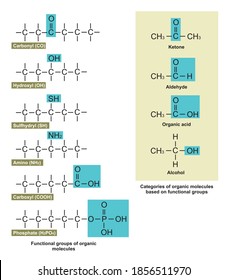 Various functional groups and categories of organic molecules