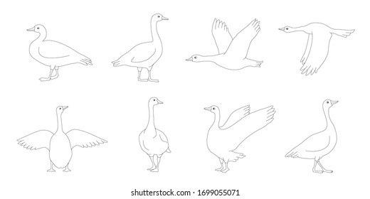 various goose line on the white background