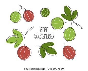 Various Gooseberry branches set. Abstract Doodle drawing food illustration. Summer Healthy garden ripe Berry fruit. Ingredient for smoothie, jam