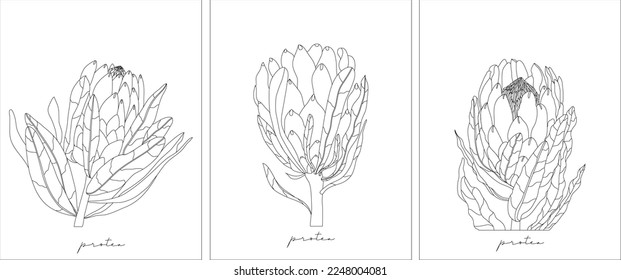 Montaje de varias flores gráficas Protea. Resumen de flores negras con hojas y rama. Flores tropicales. Conjunto de ilustraciones vectoriales dibujadas a mano.Diseño, impresión, icono, logotipo, plantillas de ideas de tatuajes. 