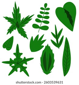 Various Green Leaves Collection in Vector Style