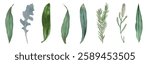 Various green leaves, different shapes and sizes. Green leaves, nature theme. Leaves arranged in a row. Greenery, natural leaves, botanical collection. Vintage illustrations, isolated vector set.