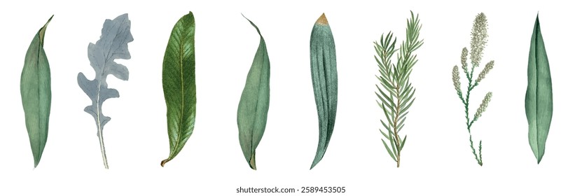 Various green leaves, different shapes and sizes. Green leaves, nature theme. Leaves arranged in a row. Greenery, natural leaves, botanical collection. Vintage illustrations, isolated vector set.