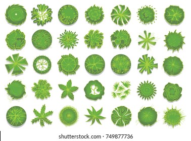 Various green trees, bushes and shrubs, top view for landscape design plan. Set of vector illustrations, isolated on white background.