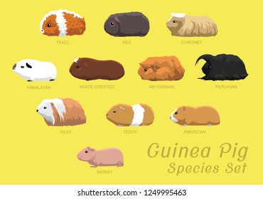 Various Guinea Pig Species Set Cartoon Vector Illustration