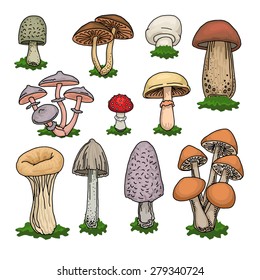 Various hand drawn colorful mushrooms set, vector illustration