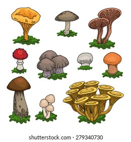 Various hand drawn colorful mushrooms set, vector illustration