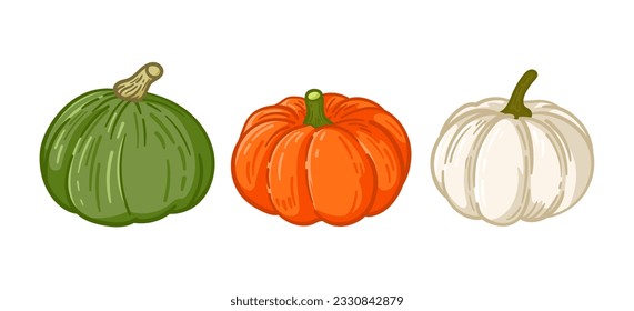 Various hand drawn type of pumpkins vector illustration 
included baby boo, kabocha, and jack-o pumpkin