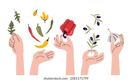 Various hands holding food like pepper, arugula, olives and garlic. Human arms and Gestures. Italian cuisine, spices, pizza preparation. Modern vector isolated illustration, hand drawn, flat design