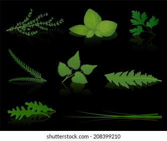 Various herbs - thyme, basil, parsley, yarrow, stinging nettle, dandelion, rocket and chives. Isolated vector illustration on black background.