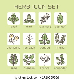 Various herbs vector icon set.