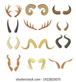 Various horns set. Pairs of antlers, ram, reindeer, moose, cow, deer, antelope, stag horny parts isolated on white. Vector illustration for animals, wildlife, hunting trophy, decoration concept