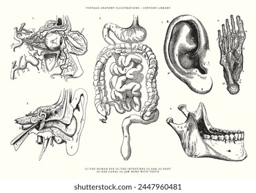 Various Human Anatomy Illustrations; The Eyeball, Intestines, Ear, Ear Canal, Lower Jaw Bone