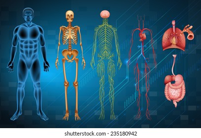 The Various Human Body Systems And Organs