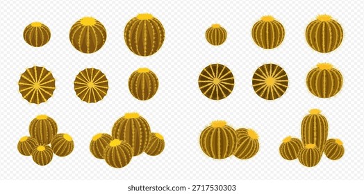 Várias ilustrações de cactos de barril e cactos de botão, mostrando diferentes tamanhos e perspectivas, incluindo vistas de cima para baixo, contra um fundo transparente.