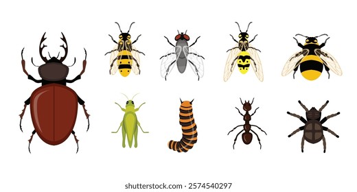 Various insects flat vector illustrations set. Bee, wasp and bumblebee. Fly, stag beetle and ant. different tiny pests. Grasshopper, caterpillar and spider.