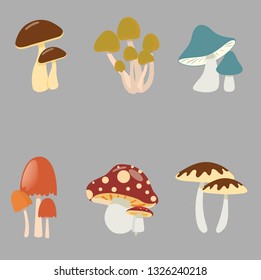 Various Kind Of Mushrooms