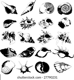 Various kind of seashells svg