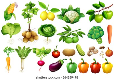 Various kind of vegetables illustration