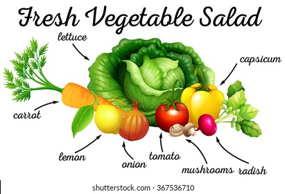 Various kind of vegetables illustration