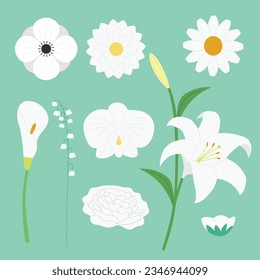 Various kind white flower illustration