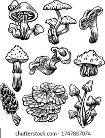 Various kinds of mushrooms provided in vector format , very easy to use 