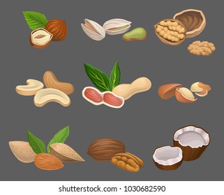 Various kinds of nuts hazelnut, pistachio, walnut, cashew, peanut, brazil, pecan and coconut. Healthy nutrition. Vegetarian food. Organic product. Detailed vector icon