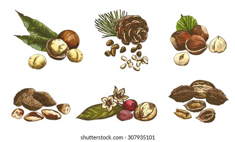 Various kinds of nuts set of sketches made by hand