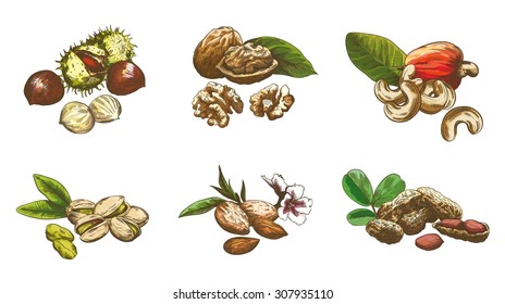 Various kinds of nuts set of sketches made by hand