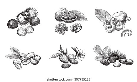 Various kinds of nuts set of sketches made by hand
