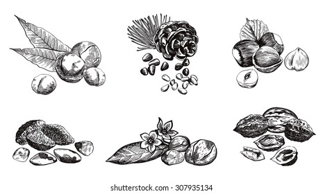 Various kinds of nuts set of sketches made by hand