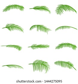 various kinds and shapes of coconut leaves with green and white background. isolated vector can be edited again