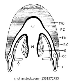 Verschiedene Etiketten der Medusoid-Struktur und ihrer Arbeitsfunktion, Vintage-Linien-Zeichnung oder Gravur-Illustration.