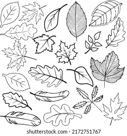 Various Leaf Design Vector Illustration