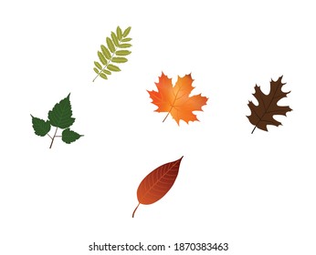 various leaves, various colors isolated on a white background