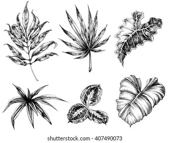 Various leaves hand drawing